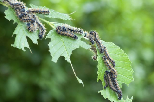 dai...tutti a fare la pappa - Nymphalis polychloros